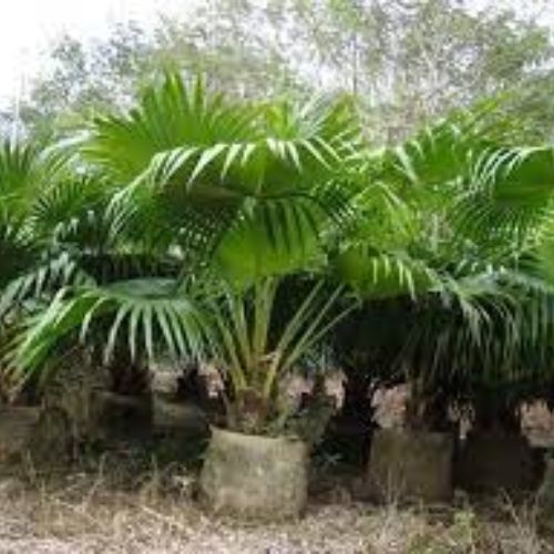 China Palm Fruit Tree Manufacturer & Supplier in India